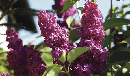 Fr?hlingserwachen, Bl?te, Flieder, Fliederstrauch, Geruch, Fr?hling, Fr?hling 2007Franz Maria GlaserEinfaltstra?e 7, A-4020 LinzBLZ 49460 Spardabank LinzKontonummer 00-378.444