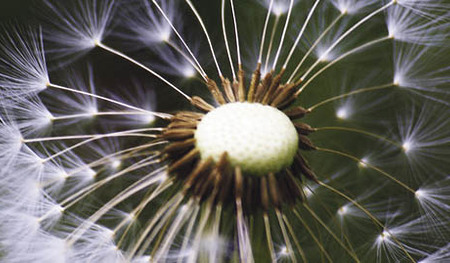 Pusteblume [ (c) www.BilderBox.com, Erwin Wodicka, Siedlerzeile 3, A-4062 Thening, Tel. + 43 676 5103678.Verwendung nur gegen HONORAR, BELEG, URHEBERVERMERK nach AGBs auf bilderbox.com], Blume, Blumen, Bl?tenpflanze, Bl?tenpflanzen, Compositae, Flora