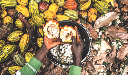 Wenn Kakaoschoten mit der Machete geöffnet werden, um die Bohnen herauszulösen, ist oft Kinderarbeit im Spiel.   