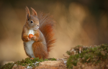 Red squirrel, Sciurus vulgaris, looking right and holding a hazelnut