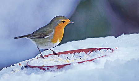 Der gesunde Appetit des Rotkehlchens    