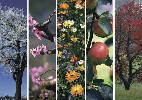 Baum mit Rauhreif im WinterBaum,Gefroren,Idylle,Jahreszeiten,Klar,Landschaft,Natur,Rauhreif,Reif,Schnee,Sch?n,Sch?nes,Stimmung,Winter,Schoen,Schoenes,Kalt,K?lte,KaelteCopyright (2001) by BilderBox; Erwin Wodicka; A- 4062 Thening, www.bilderbox.co