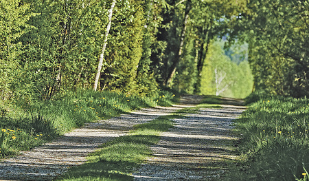 Auf dem  „Holzweg“ lässt es sich angenehm wandern.  
