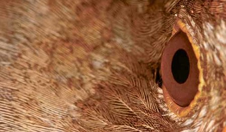 Vogelauge [ (c) www.BilderBox.com, Erwin Wodicka, Siedlerzeile 3, A-4062 Thening, Tel. + 43 676 5103678.Verwendung nur gegen HONORAR, BELEG,URHEBERVERMERK und den AGBs auf bilderbox.com](in an im auf aus als and beim mit einer einem eines * & der die