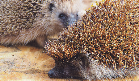 Granny (vorne) und Finchen gehören zu jenen Igeln, die gerade in der Auffangstation der Igelfreunde OÖ (unten: Andrea) in Traun aufgepäppelt werden.