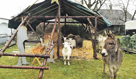 Der weihnachtliche Stall in Alkoven ist vor allem bei Kindern sehr beliebt.   