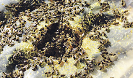 Honigbienen sind normalerweise nicht herrenlos.