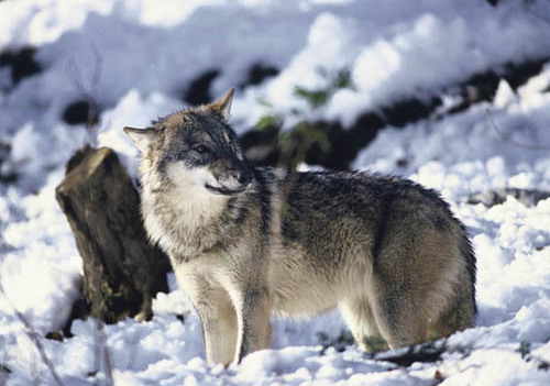 Canis lupus,	Wolf	in the snow. (Picture taken in an alpine zoo.) Austria