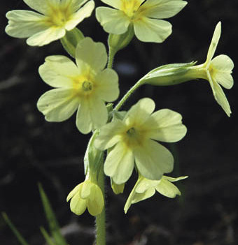 Fr?hlingserwachen, Fr?hling, Himmelschl?sselblume, Himmelschl?sserl, Natur, Gesundheit, Tee, Primula officinalis, Mittel gegen Ohnmacht, Wiese, streng gesch?tzte BlumeFranz Maria GlaserEinfaltstra?e 7, 4020 LinzSPARDABANK LinzBLZ 49460 Kontonu