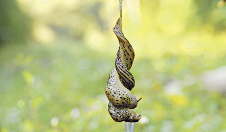 Eng umschlungene Tigerschnegel. 