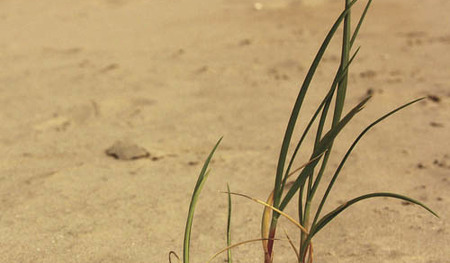 Grashalm in der Wueste [ (c) www.BilderBox.com,Erwin Wodicka,Siedlerzeile 3,A4062 Thening,Tel.+43 676 5103 678. Verwendung nur gegen HONORAR, BELEG, URHEBERVERMERK und den AGBs auf bilderbox.com ] (in an im aus als and und beim mit einen einer einem 