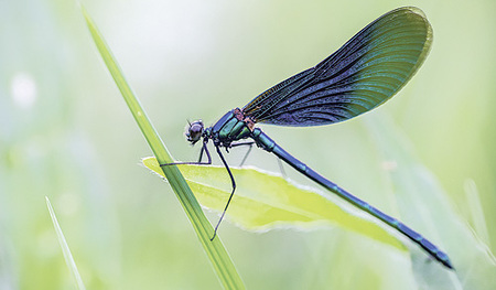 Libellen zeigen ihre Flugkünste oft in der Nähe von Wasserstellen.  