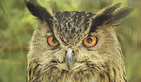 Auf Französisch heißt der Uhu „Hibou grand-duc“ („Großherzogs-Eule“. Das passt auch gut.