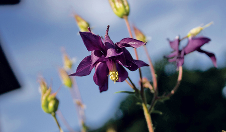 Bei uns verbreitet: die Akelei.  