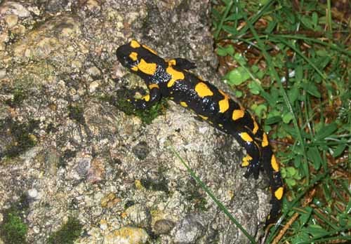 Gosau, Wanderung, Iglmoosalm, Goisererh?tte, Kalmbergspitz, Herbst , Feuersalamander