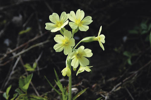 Fr?hlingserwachen, Fr?hling, Himmelschl?sselblume, Himmelschl?sserl, Natur, Gesundheit, Tee, Primula officinalis, Mittel gegen Ohnmacht, Wiese, streng gesch?tzte BlumeFranz Maria GlaserEinfaltstra?e 7, 4020 LinzSPARDABANK LinzBLZ 49460 Kontonu