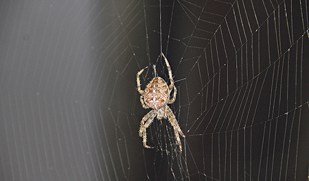 Eine Kreuzspinne