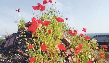 Wie Mohnblumen einer Schutthalde ein völlig neues Aussehen verleihen können, vermag auch der Glaube das Leben von Menschen zu verwandeln.   