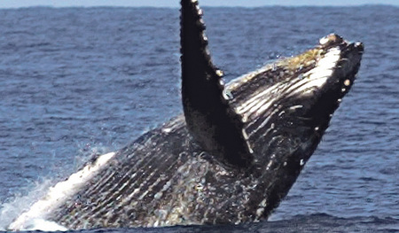 Der Vatikan unterstützt die derzeit laufenden UN-Verhandlungen über ein neues Meeresschutzabkommen.   