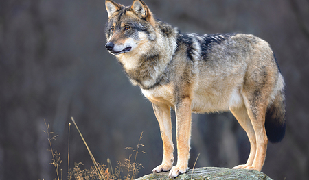 Wölfen und Bären sollte man nicht folgen oder sie gar füttern.