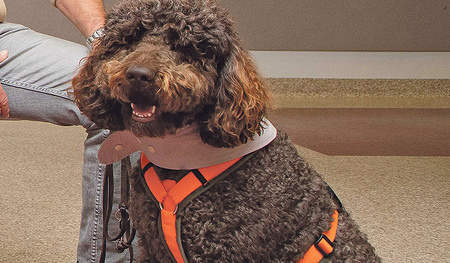 Für ihre „Arbeit“ auf der Palliativstation absolvierten die  Therapiehunde eine spezielle einjährige Ausbildung. 