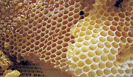 Weniger der Honig als die Bauweise der Wabe weckt das Interesse der Bioniker.  