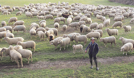 Das fehlende Schaf hat Vorrang.