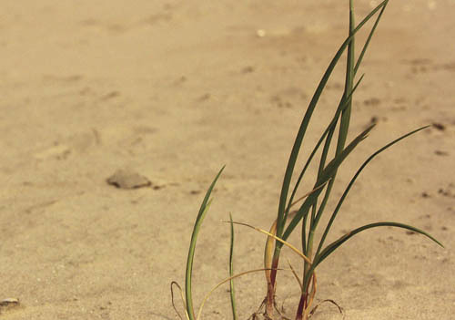 Grashalm in der Wueste [ (c) www.BilderBox.com,Erwin Wodicka,Siedlerzeile 3,A4062 Thening,Tel.+43 676 5103 678. Verwendung nur gegen HONORAR, BELEG, URHEBERVERMERK und den AGBs auf bilderbox.com ] (in an im aus als and und beim mit einen einer einem 