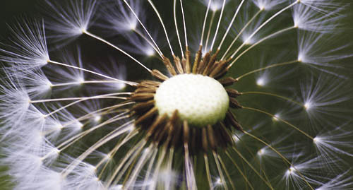 Pusteblume [ (c) www.BilderBox.com, Erwin Wodicka, Siedlerzeile 3, A-4062 Thening, Tel. + 43 676 5103678.Verwendung nur gegen HONORAR, BELEG, URHEBERVERMERK nach AGBs auf bilderbox.com], Blume, Blumen, Bl?tenpflanze, Bl?tenpflanzen, Compositae, Flora