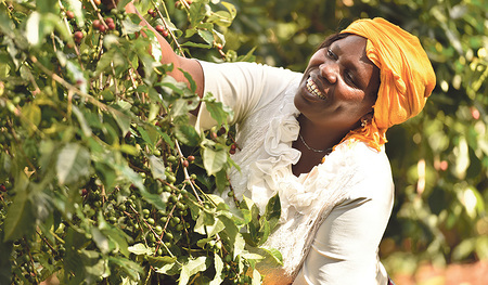 Hier wird Kaffee geerntet.