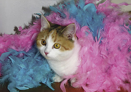 Fasching. Angelika, Florens und Martha haben Freunde ins Haus eingeladen, zu einer Kost?mparty. Insgesamt kamen elf Kinder, mit unseren waren damit 15 Kinder da. Die Eltern haben wir eingeladen, beim Abholen noch zu bleiben. Katze Sophi mit Federkle