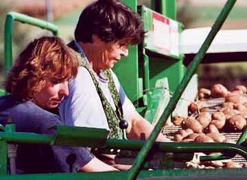 Feld, Feldarbeit, Eggen, Abwinden,  Wiese, Landschaft, Bauer, Landwirt, Traktor, Egge, Pflug, Kartoffel, Kartoffelsack, Nahrungsmittel, Verkauf, Ernte, Erd?pfel, Kontrolle, Sortieren, Ausssortieren, Frau, Frauen, Maschine, Erntemaschine

Franz Mari
