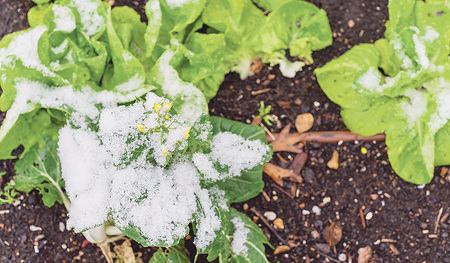 Aussäen im September oder Oktober, ernten im Winter oder im darauffolgenden Frühling: Das Hochbeet ist ganzjährig nutzbar.