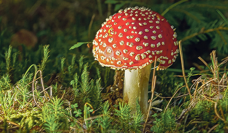 Ein Fliegenpilz, wie ihn jede:r kennt