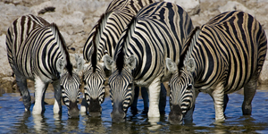Zebras (Equus) am Wasserloch, Okaukuejo, Etosha Nationalpark, Namibia | Zebras (Equus) drinking from a waterhole, Okaukuejo, Etosha National Park, Namibia, Africa