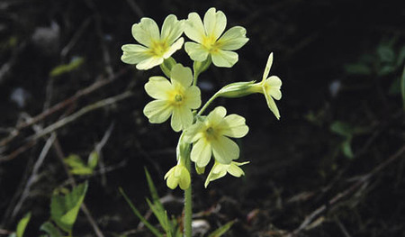 Fr?hlingserwachen, Fr?hling, Himmelschl?sselblume, Himmelschl?sserl, Natur, Gesundheit, Tee, Primula officinalis, Mittel gegen Ohnmacht, Wiese, streng gesch?tzte BlumeFranz Maria GlaserEinfaltstra?e 7, 4020 LinzSPARDABANK LinzBLZ 49460 Kontonu
