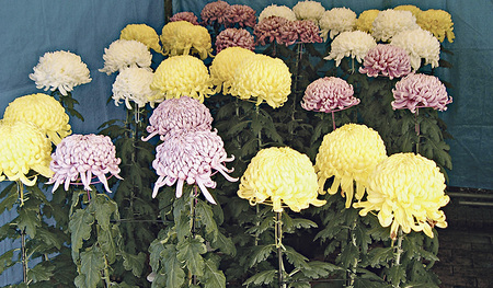 Chrysanthemen. 