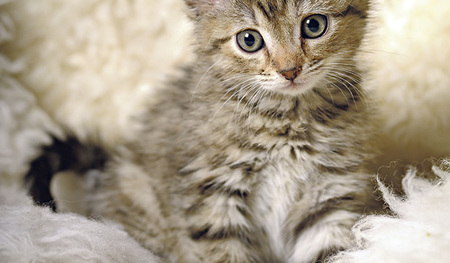 Für Hauskatzen zählt vor allem die gute Versorgung und liebevolle Fürsorge, der Geburtstermin ist weniger bedeutend.   