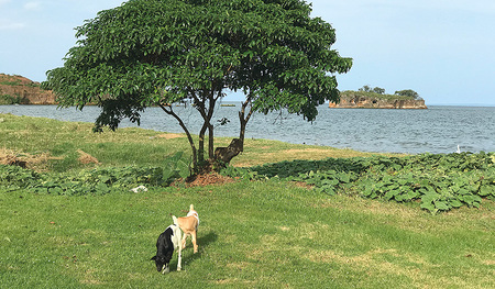 Im Schatten eines Baumes hörte Benjamin Lokiria die Online-Vorlesungen seines Optometrie-Studiums.   