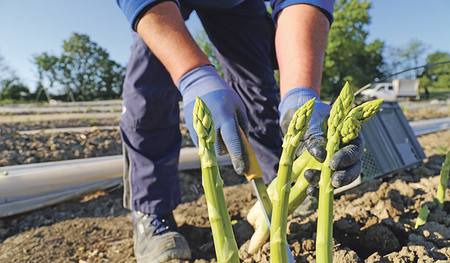 Bei der Spargel­ernte helfen den Betrieben normalerweise viele Arbeitskräfte aus der Ukraine.    