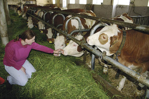 Sorgen der Bauern, Landwirtschaft, Kuhstall, K?lbinnen-Aufzucht