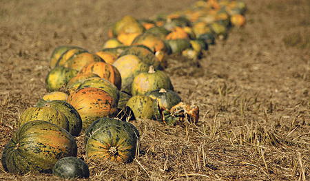 Erntezeit: Auch in Oberösterreich (das Bild stammt aus Au an der Donau) werden Kürbisse angebaut.