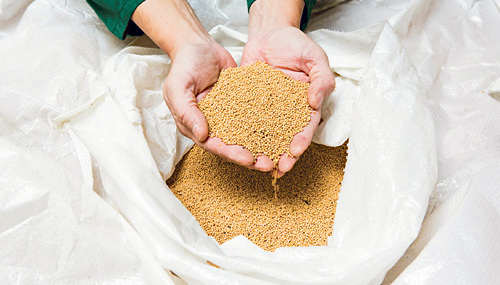 Sandra Tauscher Senfkörner