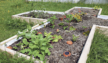 Das Obst und das Gemüse sind angebaut. Mitte Juni sollten die ersten Erdbeeren reif sein.  