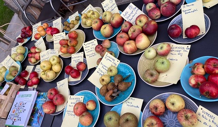 Viele alte Obstsorten warten auf ihre Bestimmung.