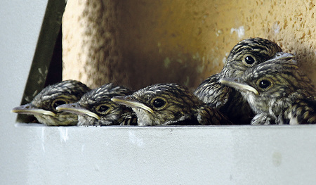 „Was wird uns die Mutter zum Essen vorbeibringen?“