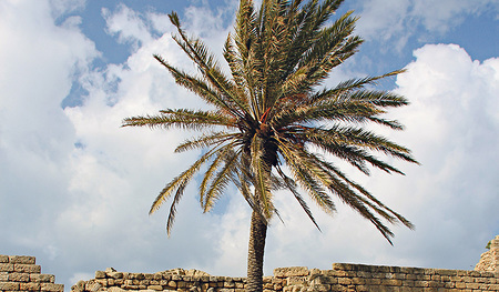 Wie die Palme ins Evangelium kam 