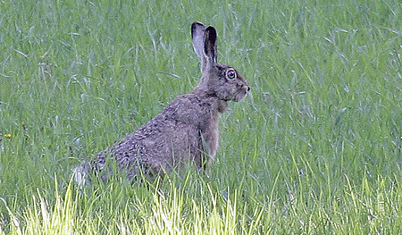Nicht nur Menschen gefällt das frische grüne Gras.