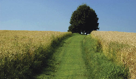 Pfl?gen, Pflug, Feldarbeiten, Traktor, Traktorrad, Eisen, Erde, Saat, Ernte, Feld, Wiese, Technik, Landwirtschaft, Bauer, ackern,  Arbeit, Maschine, Weg, Apfelbaum, H?ferplateau, Wiesenweg, Wandern, Wanderweg,  Ausflug, Wilhering, Bauernhof, EUFra