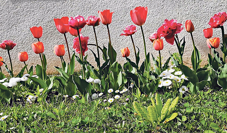 Die Besucher/innen des Kirchenparks erwartet eine Blütenpracht.    